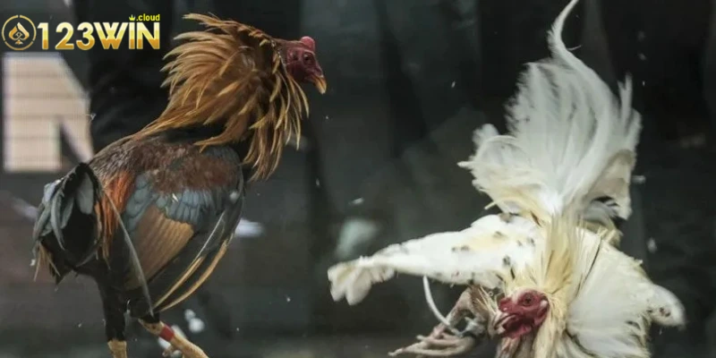Lợi ích nổi bật của việc tham gia vào sảnh đá gà 0123WIN