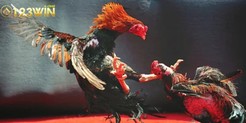 Đá Gà C1 - Chiến Thuật Đỉnh Cao Để Thắng Lớn Cùng Chiến Kê 2 Tổng quan và lịch sử đá gà C1