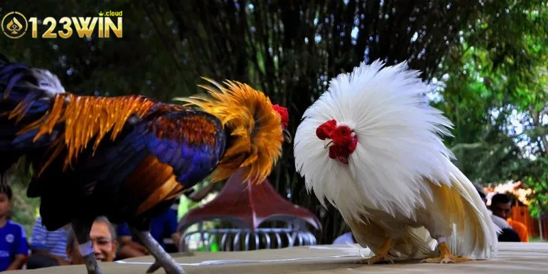 Đá Gà C1 - Chiến Thuật Đỉnh Cao Để Thắng Lớn Cùng Chiến Kê 3 Luật chơi đá gà C1
