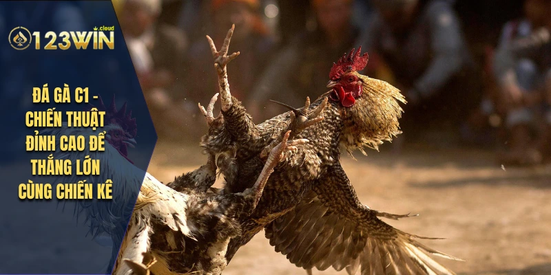 đá gà c1