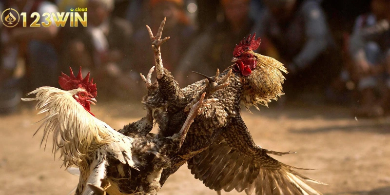 Luật Chơi Đá Gà: Hướng Dẫn Chi Tiết & Quy Tắc Cơ Bản 2 Giới thiệu tổng quát thông tin về luật chơi đá gà