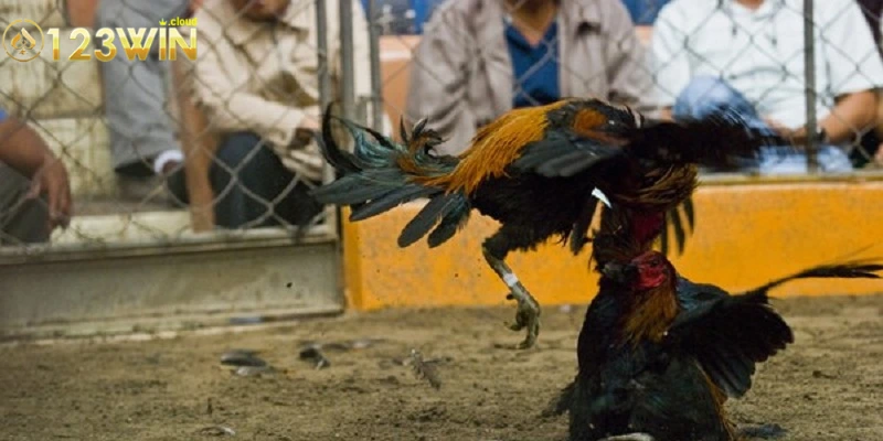 Luật Chơi Đá Gà: Hướng Dẫn Chi Tiết & Quy Tắc Cơ Bản 3 Các quy tắc cơ bản cần biết trong luật chơi đá gà