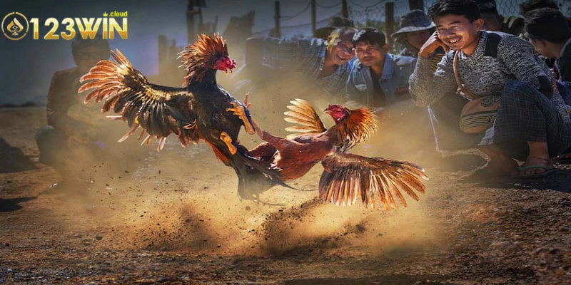 Luật Chơi Đá Gà: Hướng Dẫn Chi Tiết & Quy Tắc Cơ Bản 4 Những điều khách hàng cần biết khi tham gia luật chơi đá gà