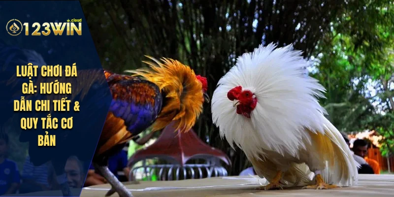 luật chơi đá gà