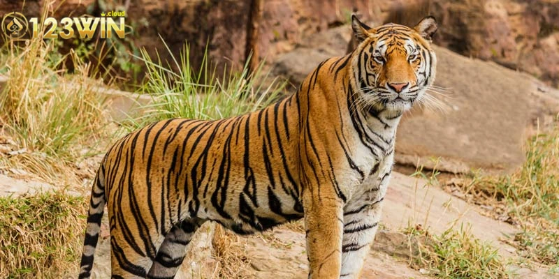 Mơ Thấy Hổ: Giải Mã Điềm Báo Tâm Linh Sâu Sắc Qua Giấc Mơ 3 Các tình huống khác nhau khi mơ thấy hổ