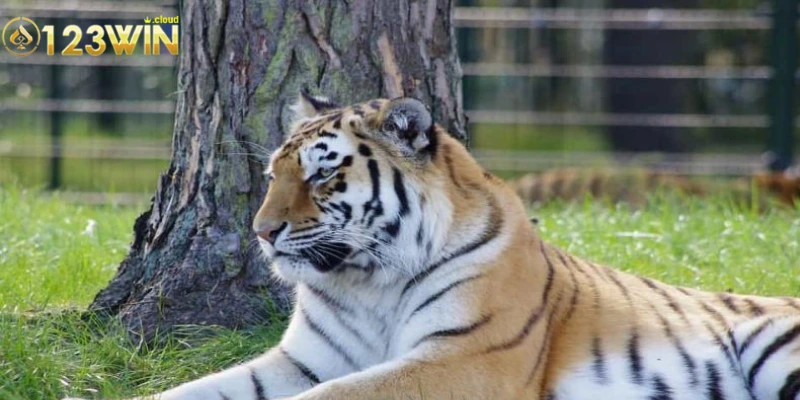 Mơ Thấy Hổ: Giải Mã Điềm Báo Tâm Linh Sâu Sắc Qua Giấc Mơ 4 Những con số liên quan đến giấc mơ hổ