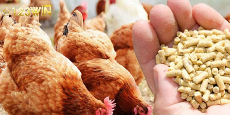 Thức Ăn Cho Chiến Kê: Bí Quyết Dinh Dưỡng Để Chiến Thuật 2 Tầm quan trọng của thức ăn cho chiến kê